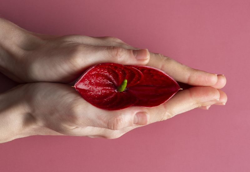 Symbolic representation of labiaplasty with red flower